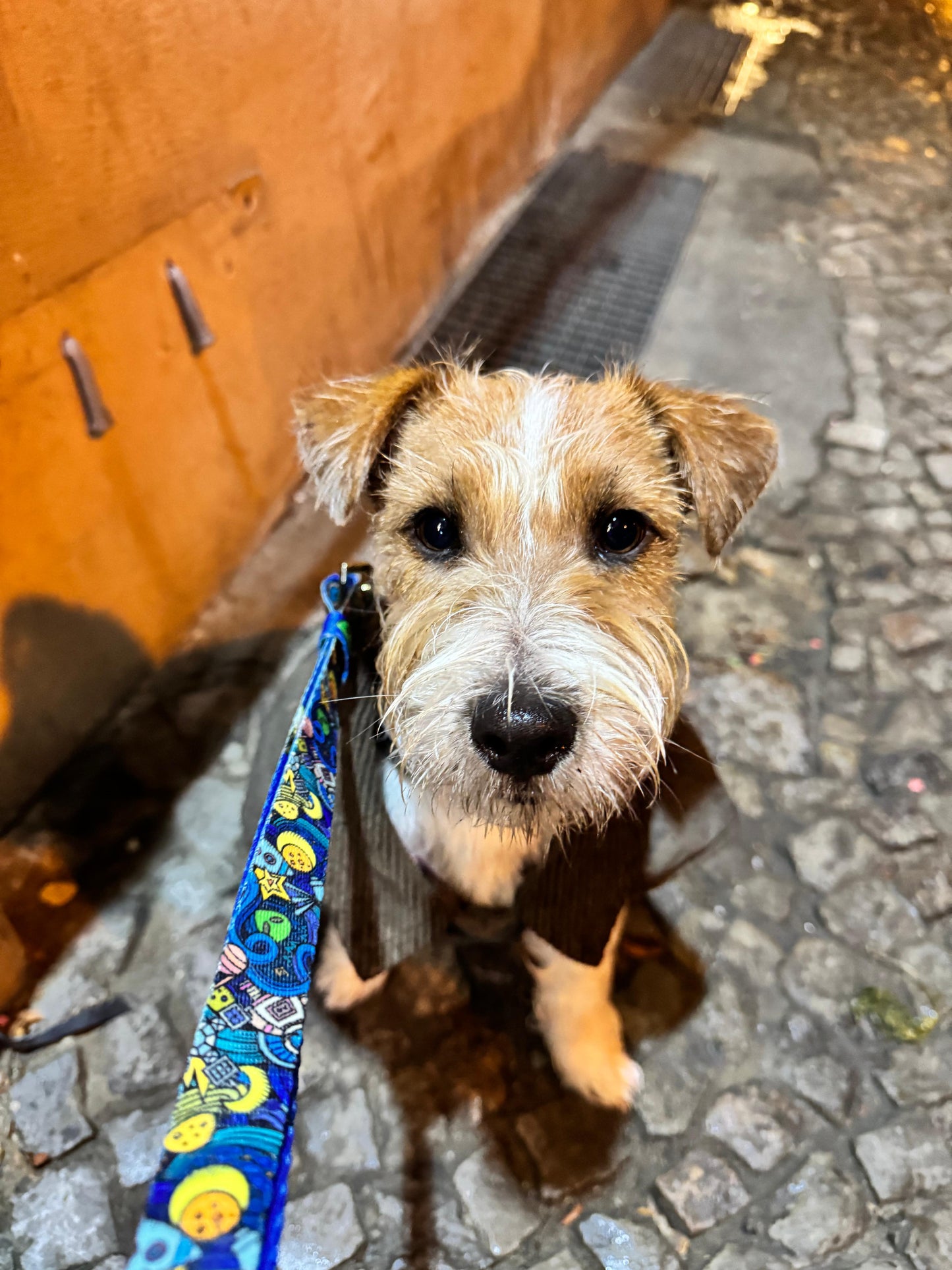 Schnelltrocknende Hundeleine Galaxy - Elegantes Design für aktive Hunde