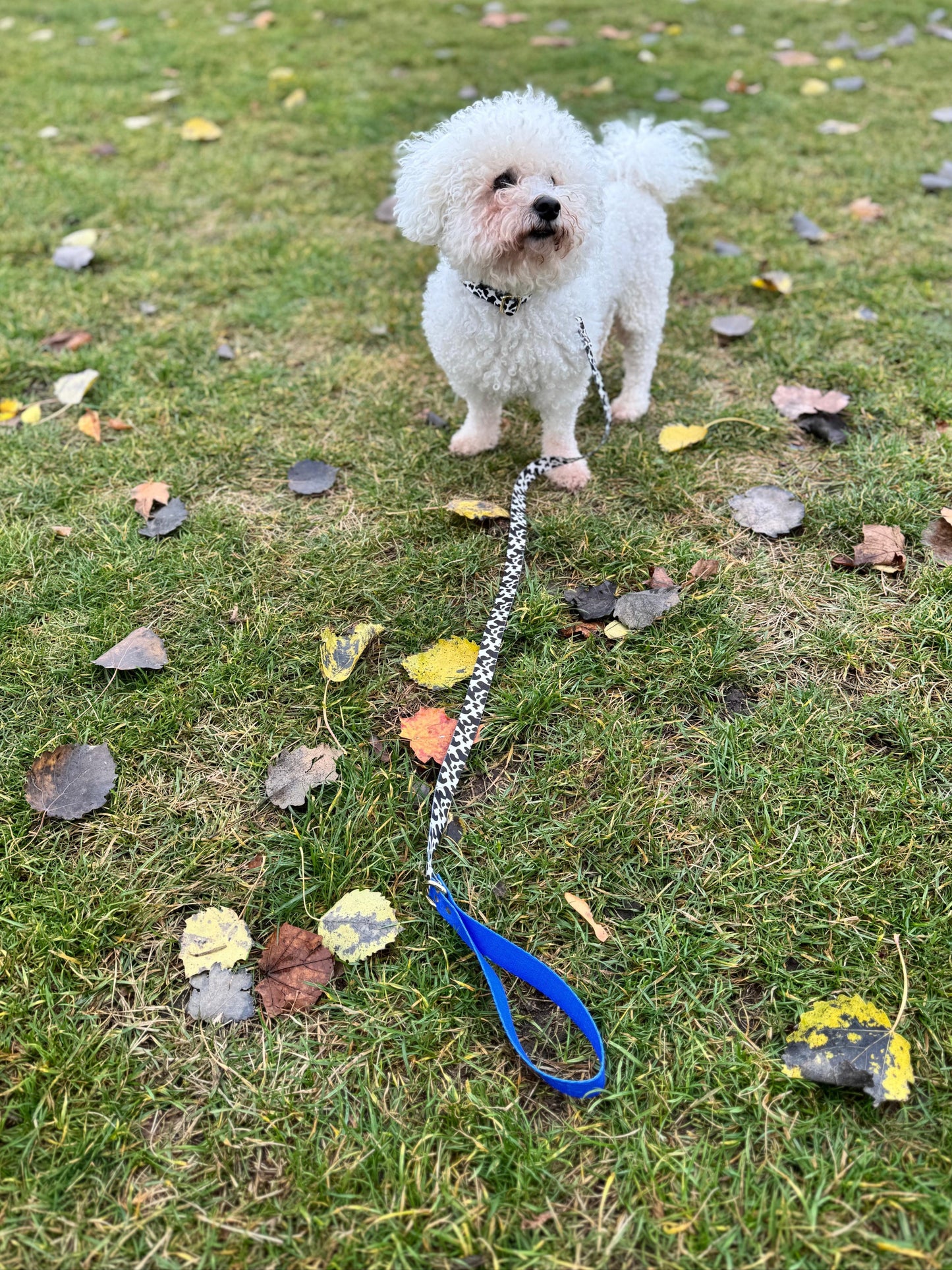 Schnelltrocknende Hundeleine Blueberry - Elegantes Design für aktive Hunde