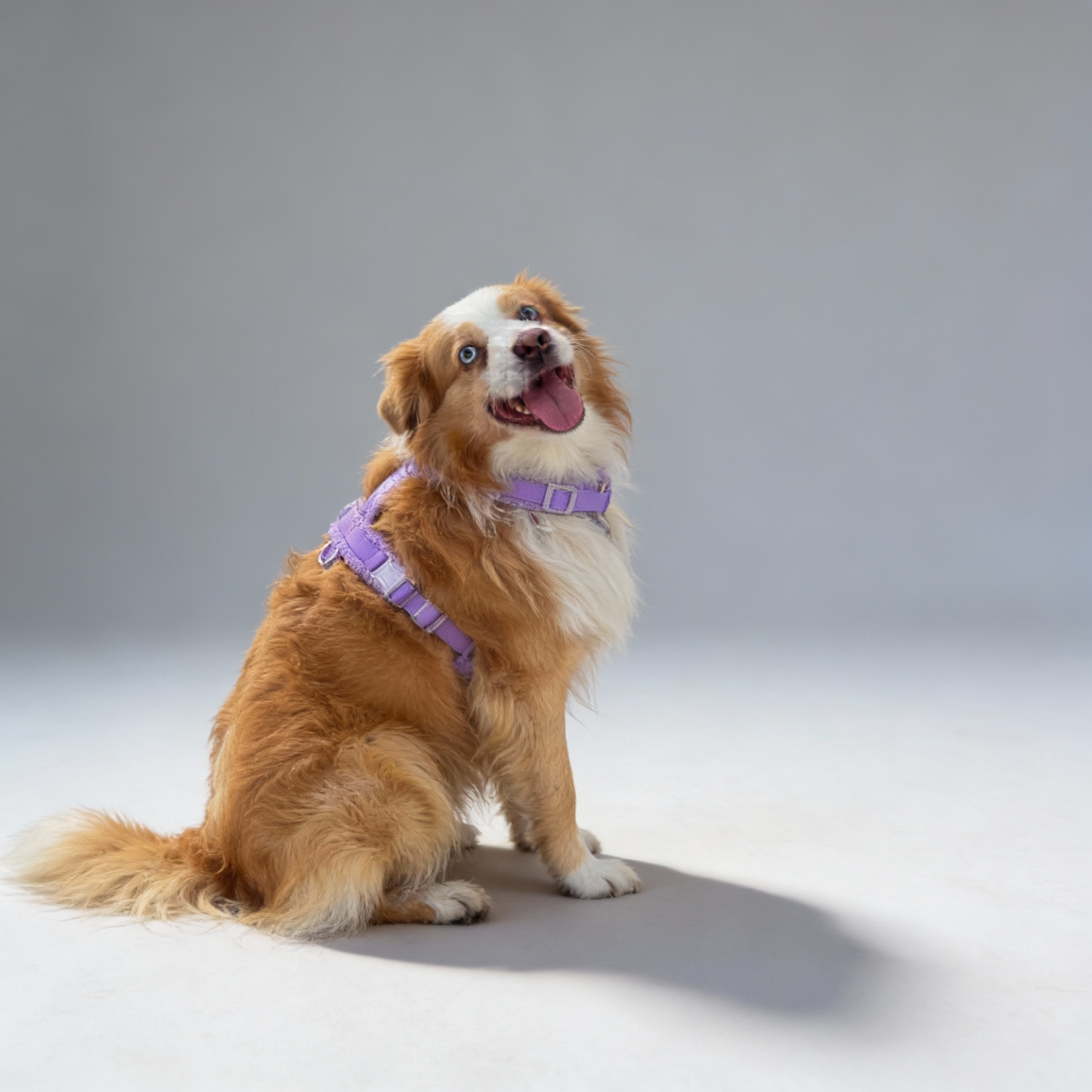 Hundegeschirr Teddy Violett - Verstellbar und sicher mit Metallverschlüssen