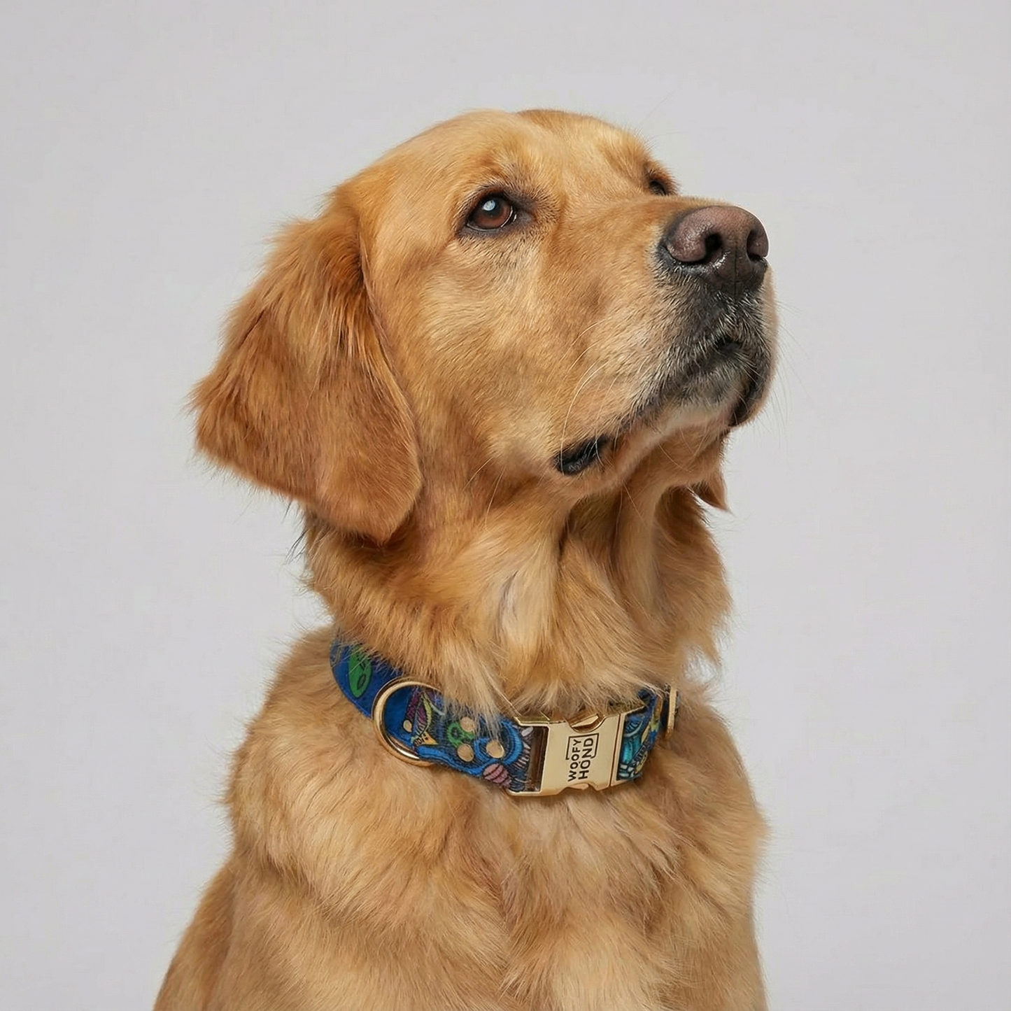 Hundehalsband Galaxy XS-L – Premium Polyester mit Gold – Details
