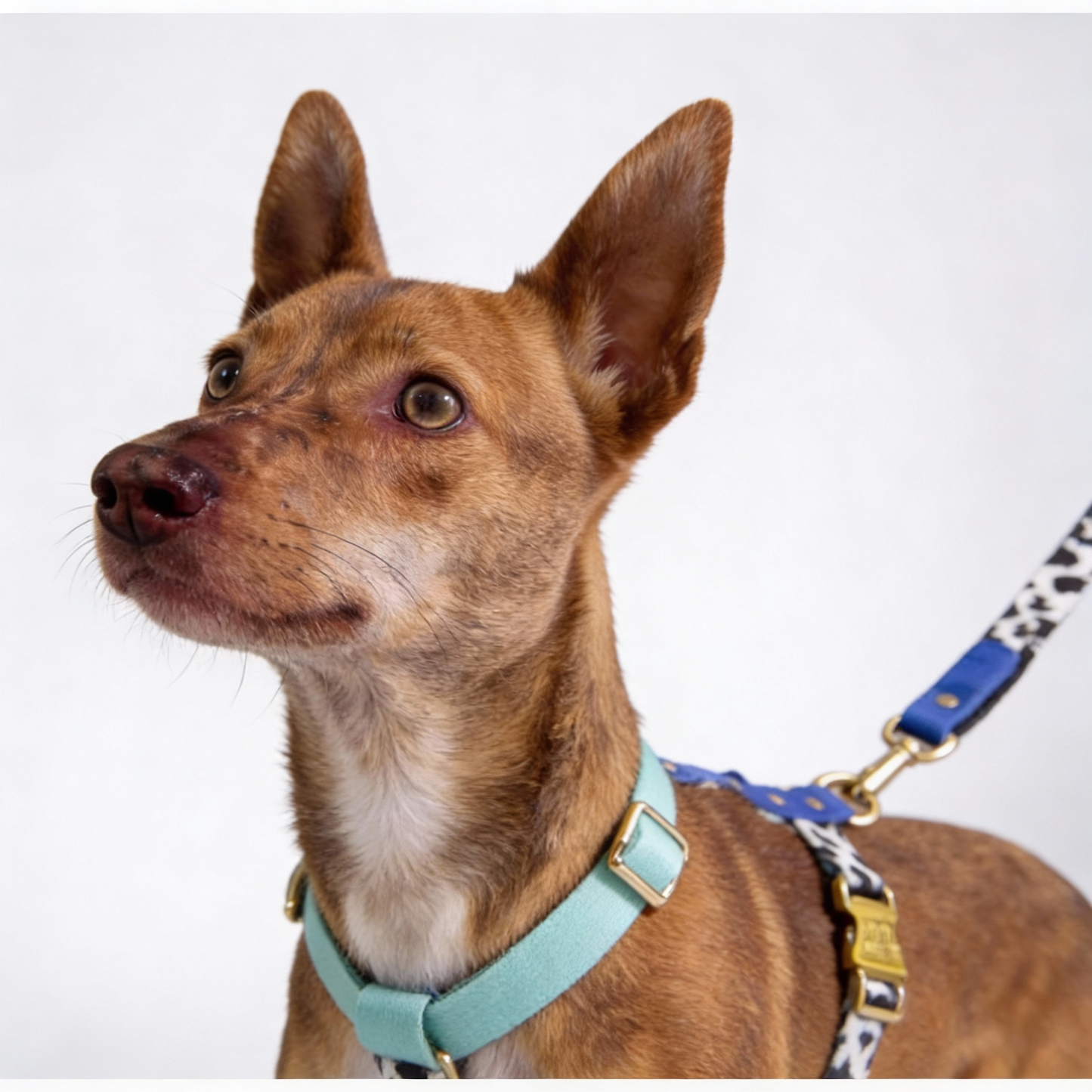  Blueberry Hundegeschirr - Seitenansicht mit Beerenmuster und ergonomischem Design für optimalen Tragekomfort