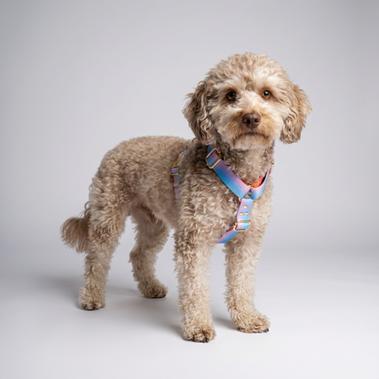 Hundegeschirr Aurora Detail - Premium goldene Metallverschlüsse und Karabiner
