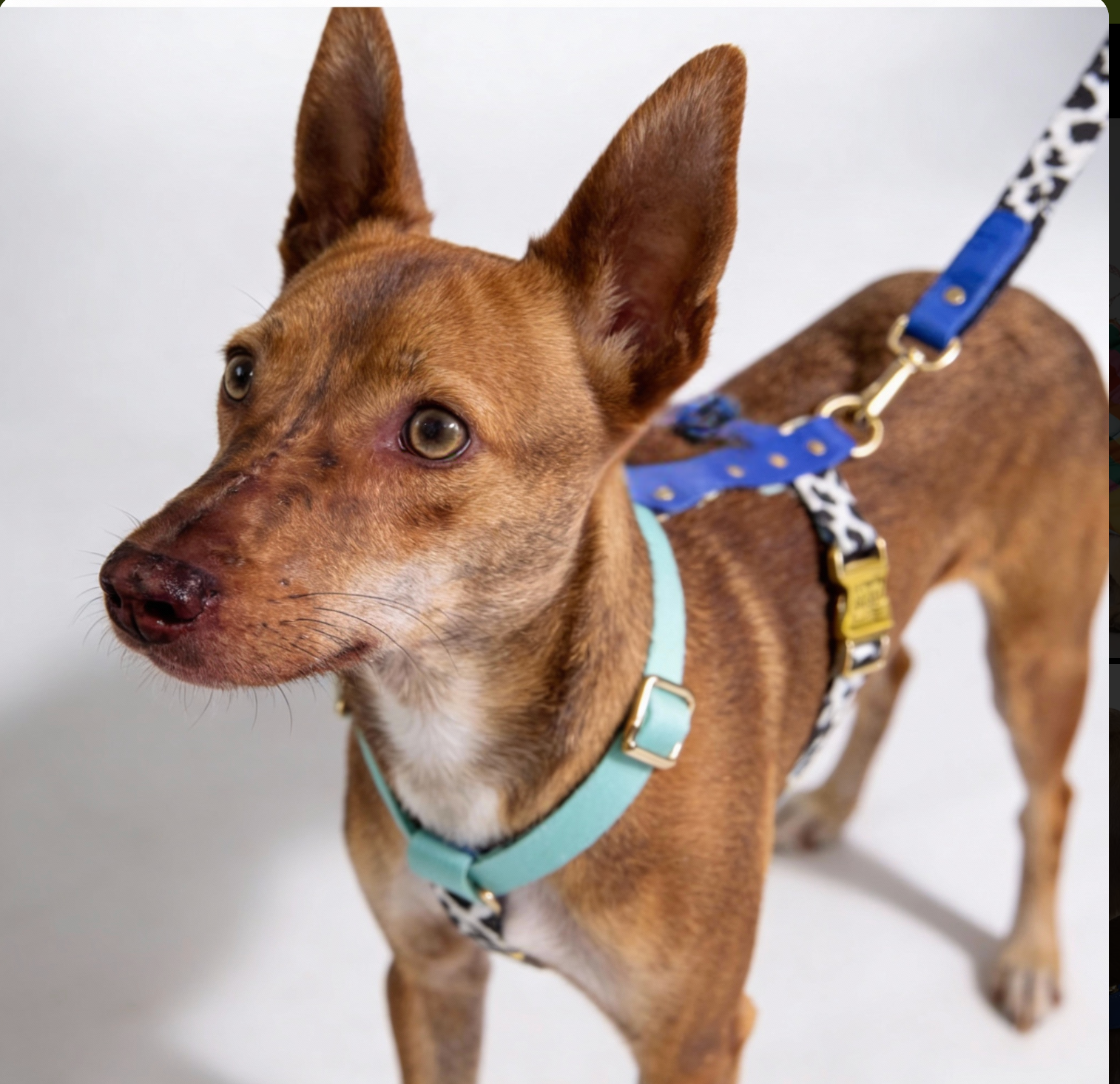 Blueberry Geschirr - Detailansicht der hochwertigen Verarbeitung und verstellbaren Riemen mit goldenen Schnallen

