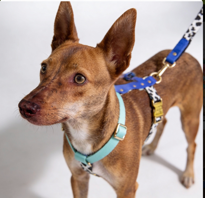 Blueberry Geschirr - Detailansicht der hochwertigen Verarbeitung und verstellbaren Riemen mit goldenen Schnallen

