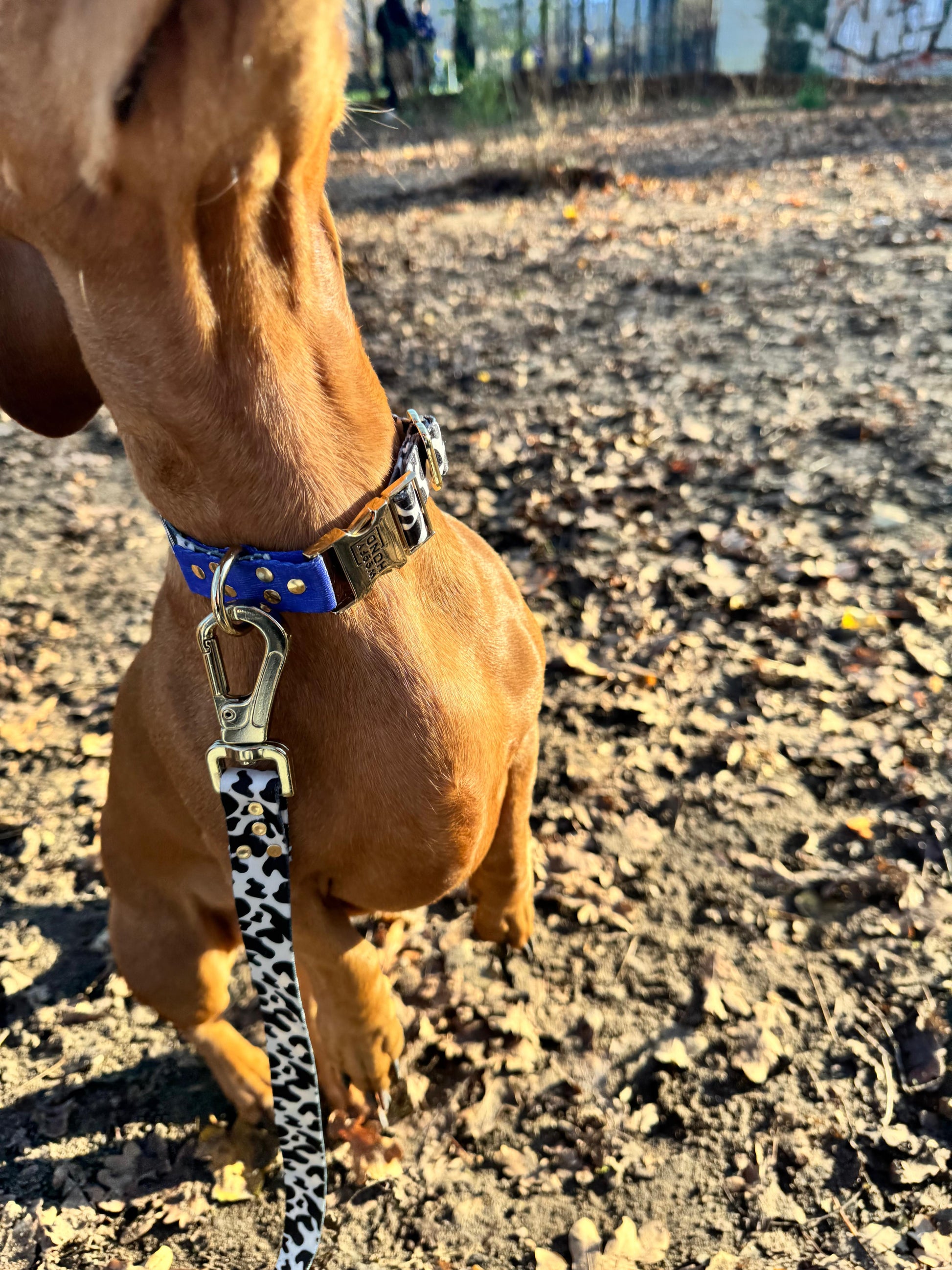  Blueberry Hundehalsband Lifestyle - Hund trägt stylisches Halsband in Blau und Lila