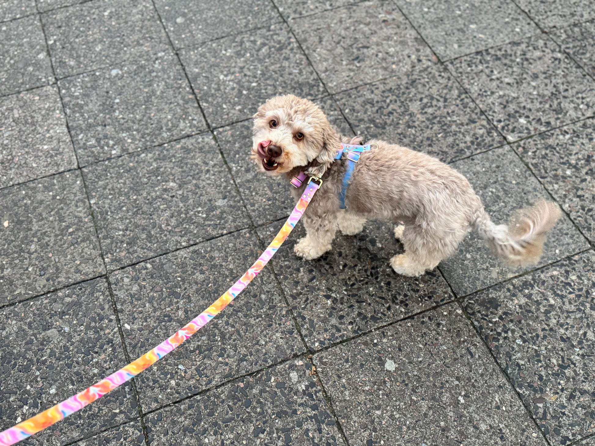 Hundeleine Aurora Lifestyle - Hund mit Aurora-Leine im Einsatz
