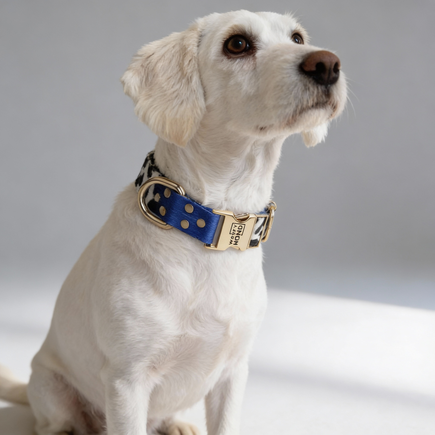 Blueberry Halsband - Detailansicht der hochwertigen Verarbeitung und verstellbaren goldenen Schnalle